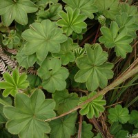 Alchemilla indica Gardner